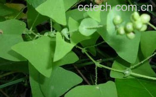 杠板归的功效与作用-0