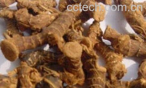 竹黄的功效与作用-0