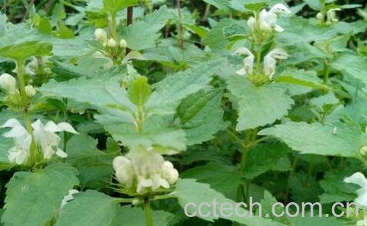 野芝麻的功效与作用-0