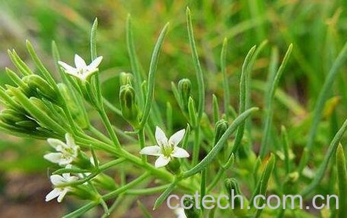 百蕊草的功效与作用-0