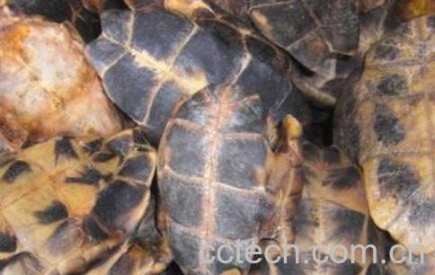 龟板的功效与作用-0