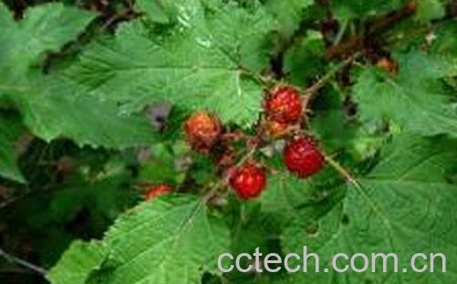 山楂叶的功效与作用-0