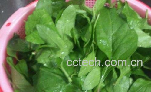 孕妇能吃枸杞叶吗 -0