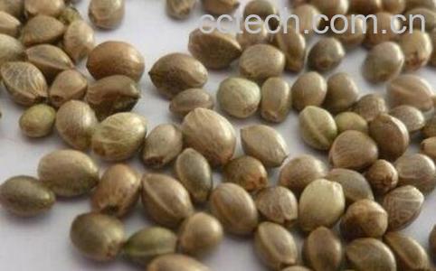 麻仁的功效与作用-0