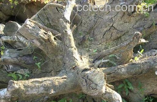 果蔬百科樟树根的功效与作用-0