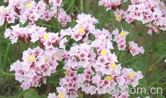 果蔬百科压血草的功效与作用-0