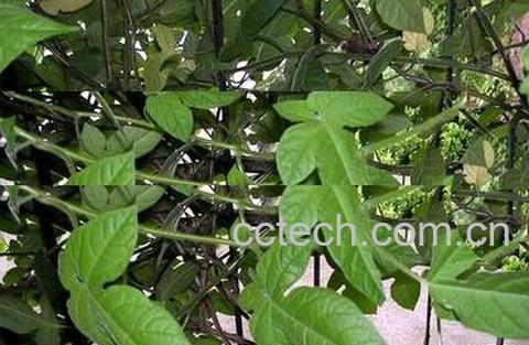 果蔬百科风藤草的功效与作用-0