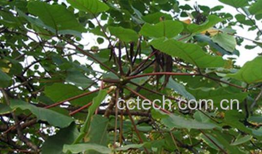 果蔬百科桐皮的功效与作用-0