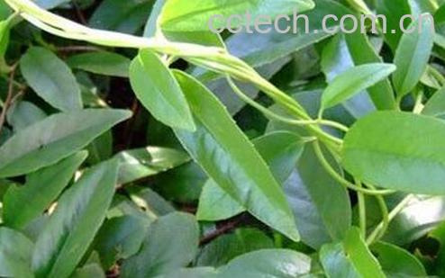 果蔬百科过山风的功效与作用-0