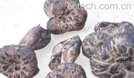 虎掌菌的营养价值与功效-0