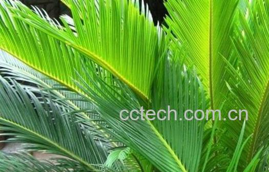 果蔬百科铁角凤尾草是什么-0