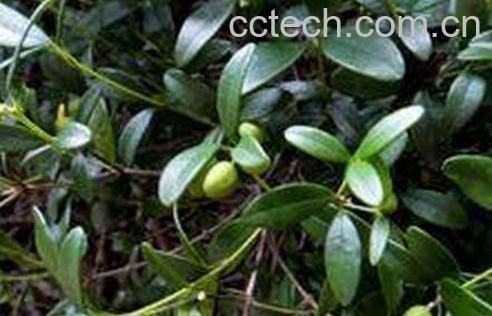 果蔬百科阿利藤的功效与作用-0