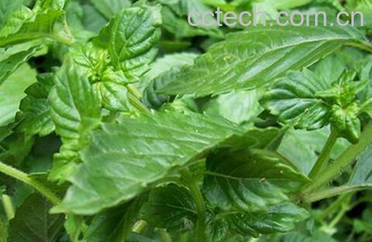 果蔬百科凉粉草的功效与作用-0