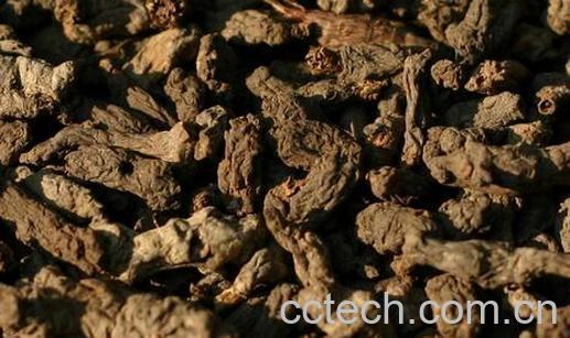 果蔬百科天葵子的功效与作用-0