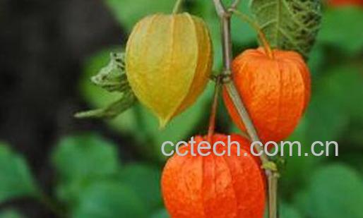 果蔬百科红姑娘的药用价值与功效-0