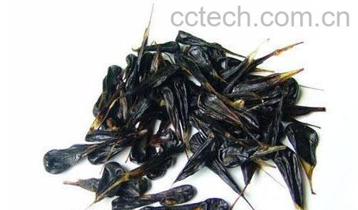 果蔬百科蛇胆的功效与作用-0