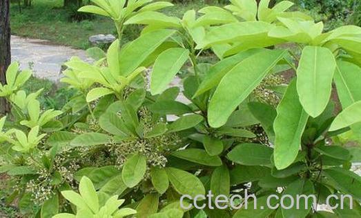 果蔬百科牛耳枫的功效与作用-0