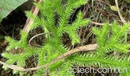 果蔬百科蜈蚣藤的功效与作用-0