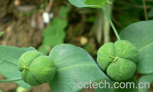 果蔬百科续随子的功效与作用-0