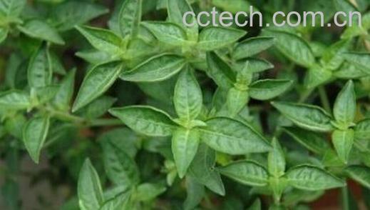 果蔬百科六角英的功效与作用-0