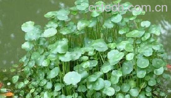 果蔬百科 游草的功效与作用-0