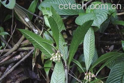 果蔬百科走马胎叶的功效与作用-0