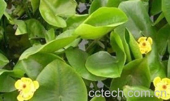 果蔬百科浮萍草的功效与作用-0