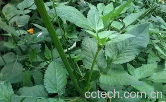 果蔬百科三叶鬼针草的功效与作用-0