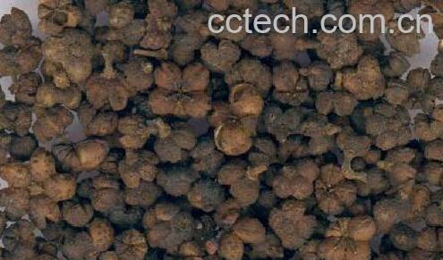 果蔬百科千金子的功效与作用-0