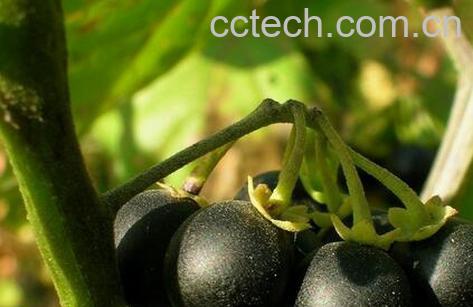 果蔬百科龙葵果的功效与作用-0