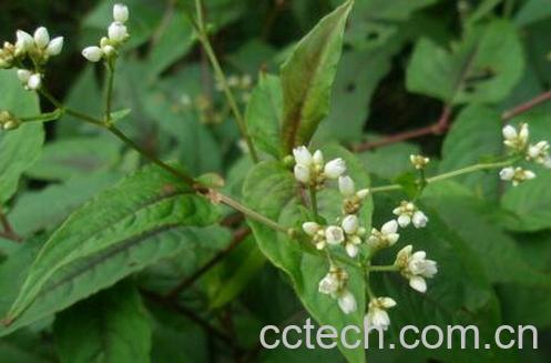 果蔬百科 火炭母的功效与作用-0