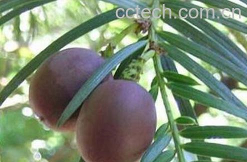 果蔬百科血榧的功效与作用-0