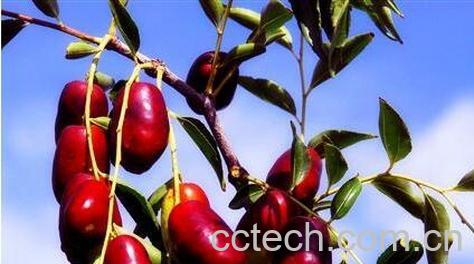 果蔬百科苦果的功效与作用-0