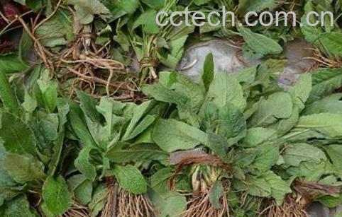 果蔬百科地胆头的功效与作用-0