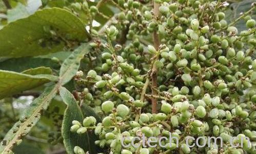 果蔬百科 盐肤子的功效与作用-0