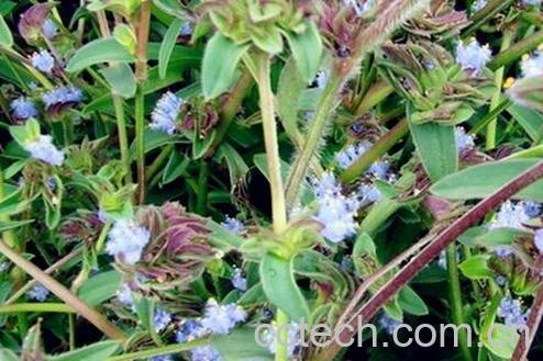 果蔬百科珍珠露水草的功效与作用-0