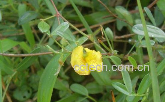 果蔬百科丁癸草的功效与作用-0