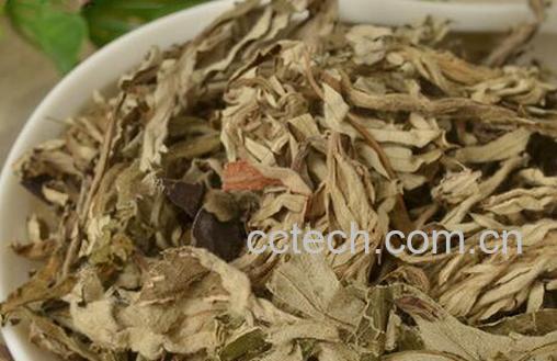 果蔬百科艾叶泡脚的好处有哪些-0