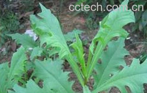 果蔬百科 虾须草的功效与作用-0