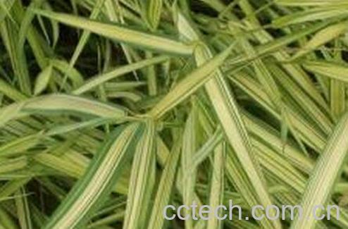 果蔬百科玉带根的功效与作用-0