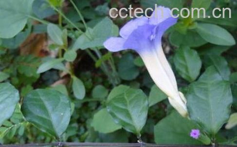 果蔬百科老鸦嘴的功效与作用-0