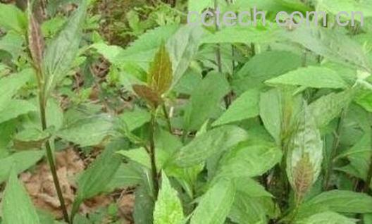 果蔬百科小柴胡的功效与作用-0