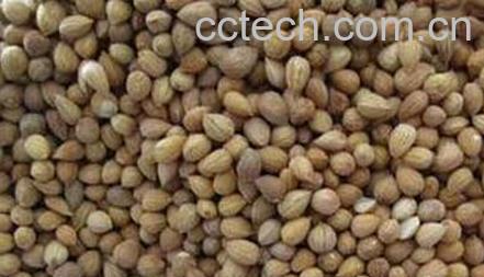 果蔬百科郁李仁的药用价值与功效-0