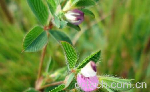 果蔬百科 掐不齐的功效与作用-0