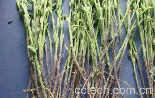 果蔬百科疳积草的功效与作用-0