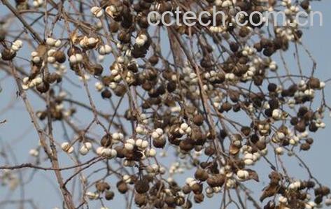 果蔬百科乌桕子的功效与作用-0