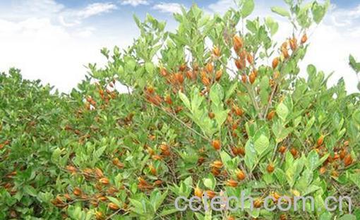 果蔬百科水栀的功效与�-0