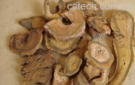 果蔬百科生大黄的功效与作用-0