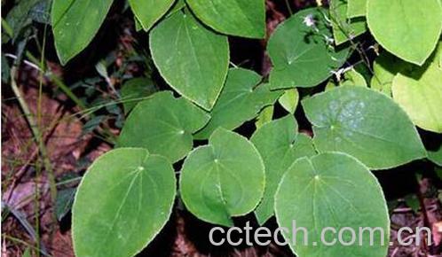 果蔬百科淫羊藿的功效与作用-0