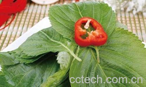 果蔬百科 苏子叶的功效与作用-0